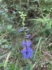 Lobelia amoena