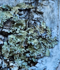 Flavopunctelia flaventior