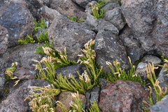 Diphasiastrum sitchense