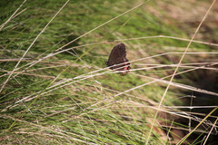 Gyrocheilus patrobas