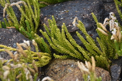 Diphasiastrum sitchense