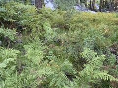 Pteridium aquilinum pubescens