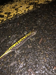 Ambystoma macrodactylum