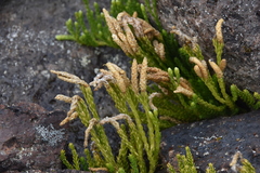 Diphasiastrum sitchense