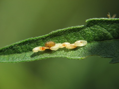 Zygogramma suturalis