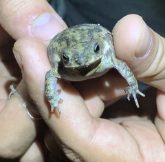 Rhinella major
