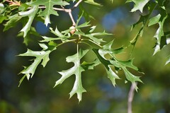 Quercus ellipsoidalis