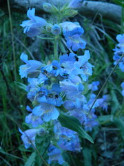 Penstemon eriantherus redactus