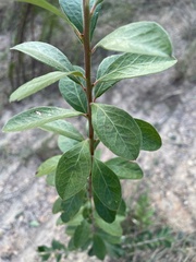 Vaccinium arboreum