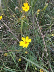 Coreopsis pubescens