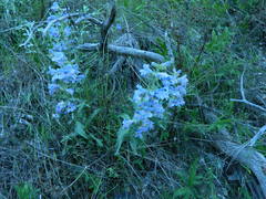 Penstemon eriantherus redactus