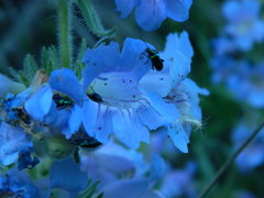 Penstemon eriantherus redactus