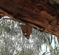 Libytheana carinenta mexicana