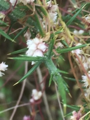 Cuscuta epithymum