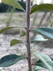 Vaccinium arboreum