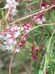 Cuscuta epithymum