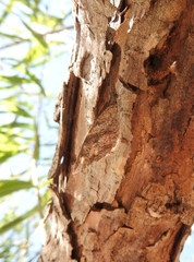 Libytheana carinenta mexicana