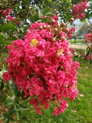 Lagerstroemia