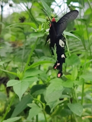 Byasa polyeuctes