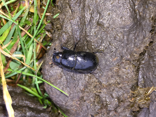 gravedigger dung beetle