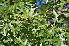 Quercus ellipsoidalis