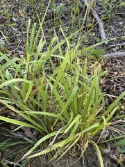 Chasmanthium sessiliflorum