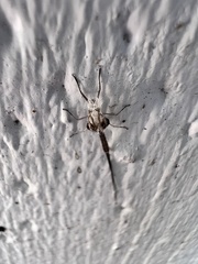 Callibaetis pictus
