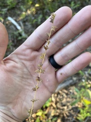 Chasmanthium sessiliflorum