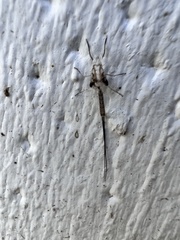 Callibaetis pictus