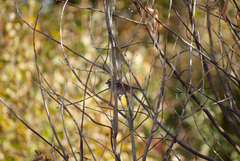 Zonotrichia albicollis image