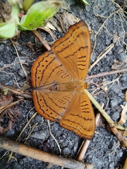 Pseudergolis wedah