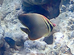 Chaetodon baronessa