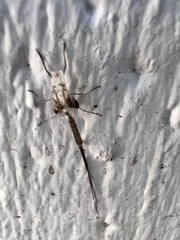 Callibaetis pictus