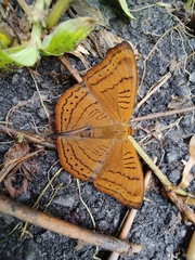 Pseudergolis wedah