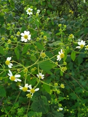 Montanoa leucantha