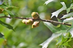 Quercus ellipsoidalis