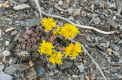 Sedum lanceolatum