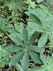 Lupinus latifolius
