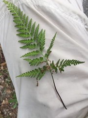 Asplenium adiantum-nigrum