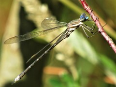 Archilestes californicus
