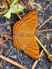 Pseudergolis wedah