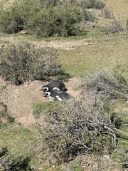 Spheniscus magellanicus