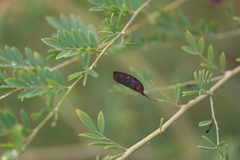 Petalostylis labicheoides