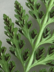 Asplenium adiantum-nigrum