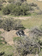 Spheniscus magellanicus