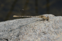 Argia emma