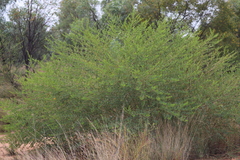 Petalostylis labicheoides