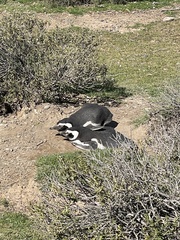 Spheniscus magellanicus