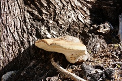Ganoderma oregonense