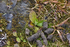 Leptarrhena pyrolifolia